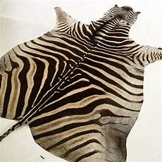 Zebra Rug